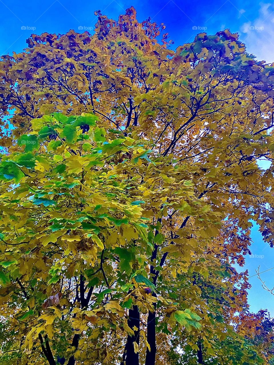 #leaves #trees
#autumn #branches # sky #