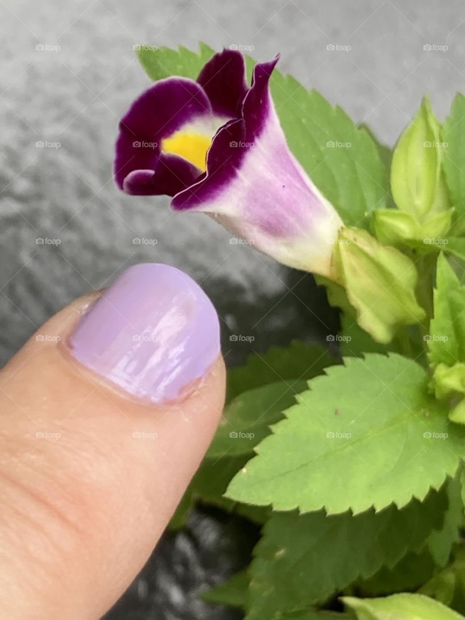Dedo com unha pintada de lilás indicando a flor com cores: lilás, bordô e detalhe amarelo. Flor rodeada por folhas verdinhas.