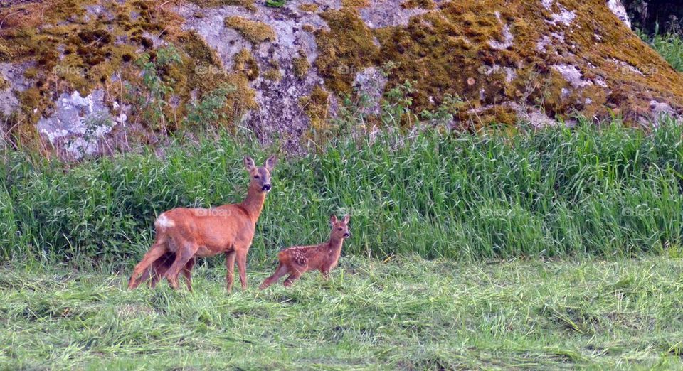 Roe deer family