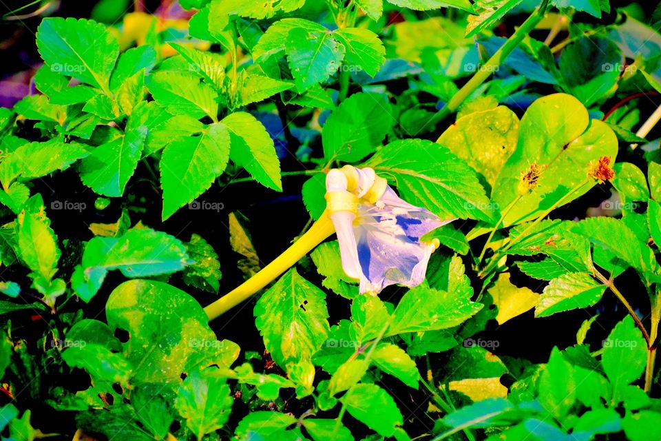 White half-open flower