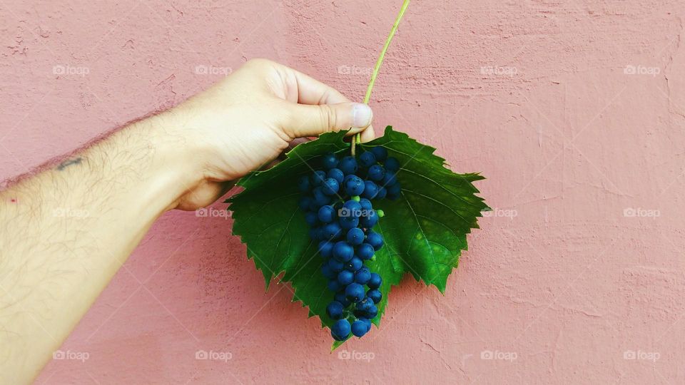 hand holding a bunch of grapes on a background of beige wall