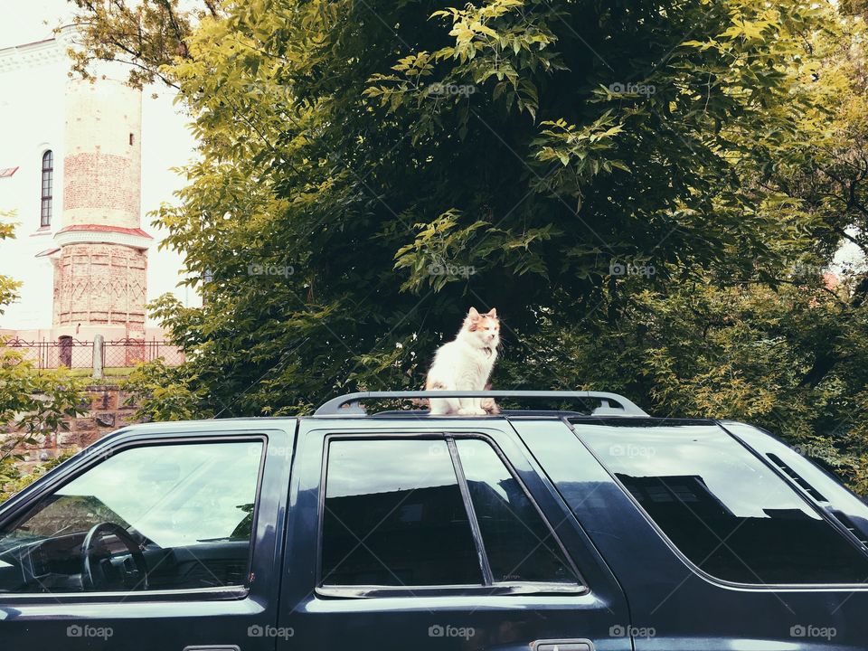 Cat on the car 