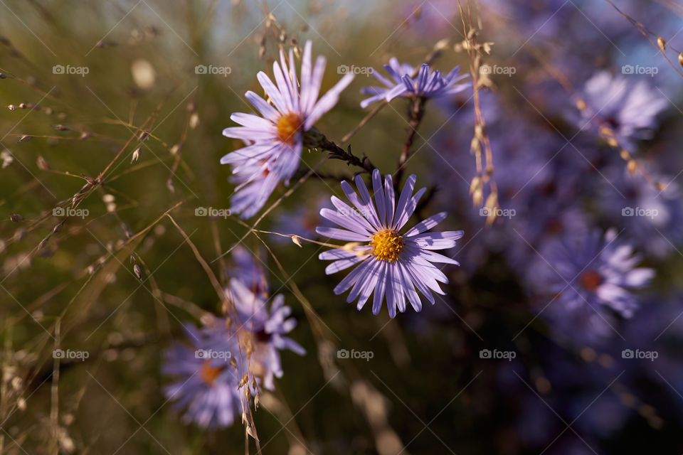 Asters