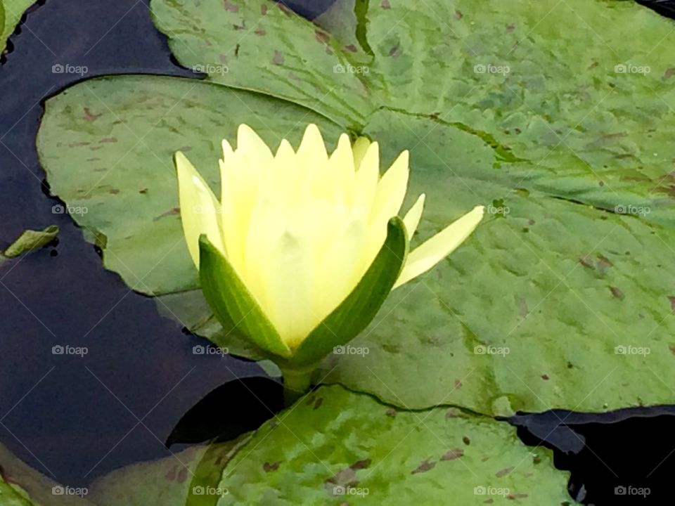 Bright Yellow Lotus