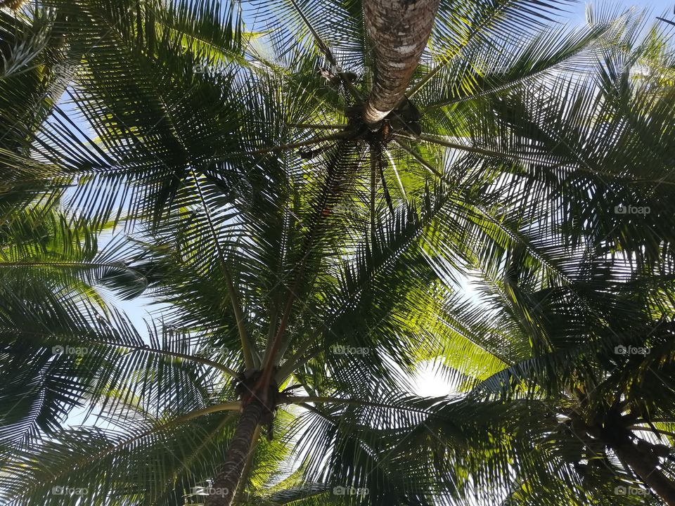 Palmeras.