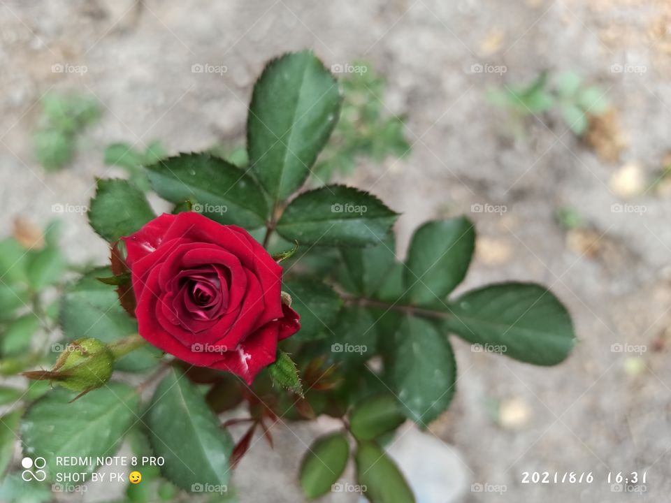 red flower. rose