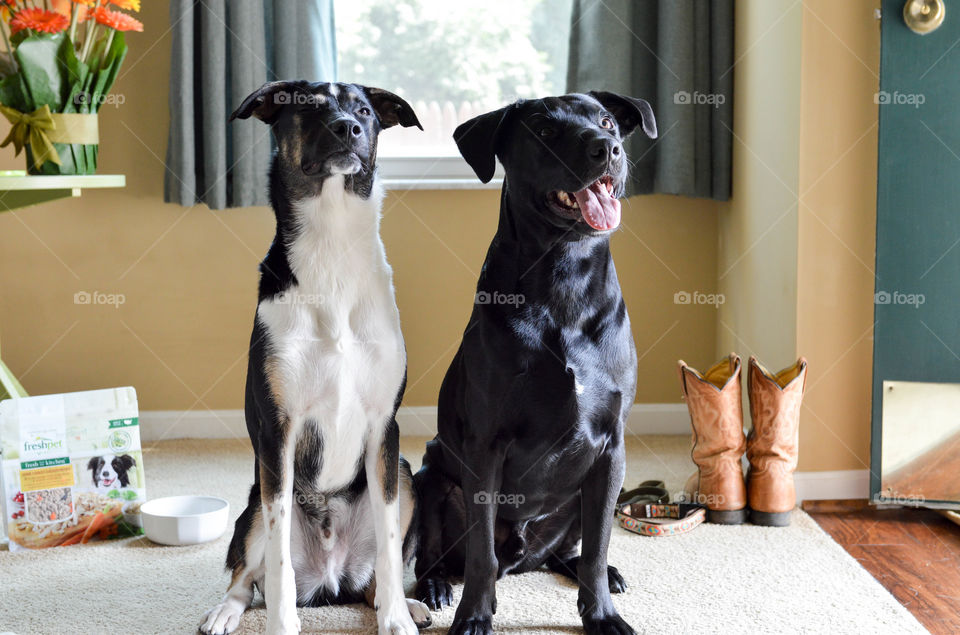 Two dogs sitting together in a living room and waiting for food