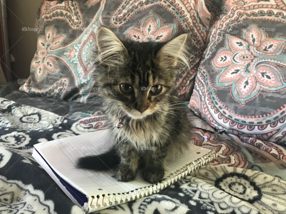 kitten on notebook