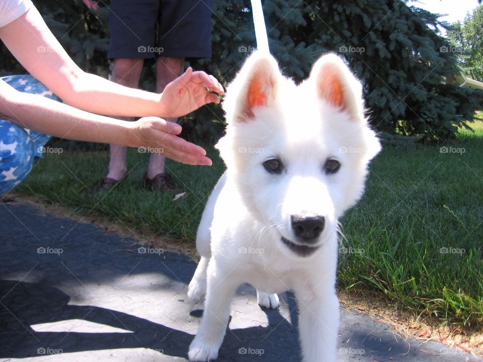 Cute White Puppy