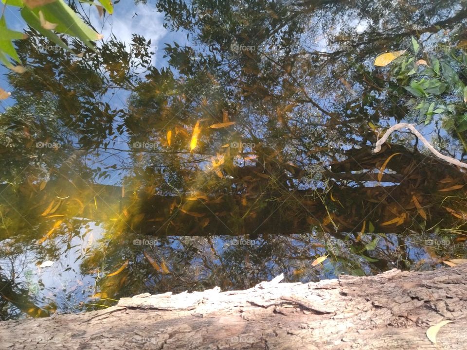 on a branch in the pond