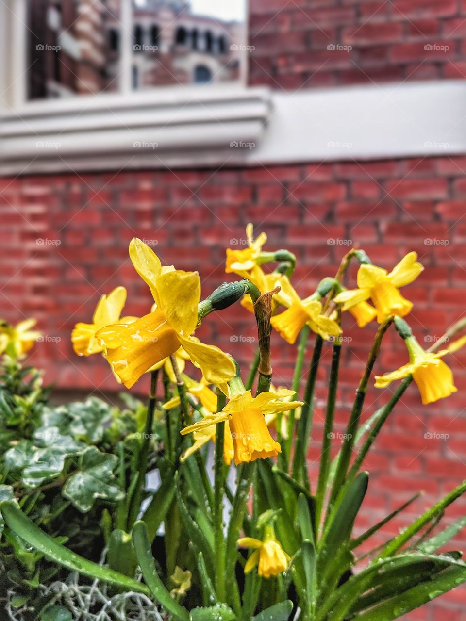 small daffodils