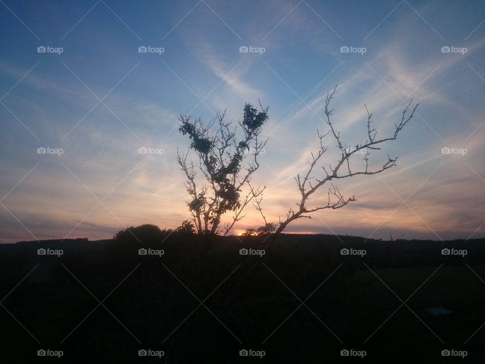 Sunset in Jedburgh through the tree on the field I was in on May 14th 2019
