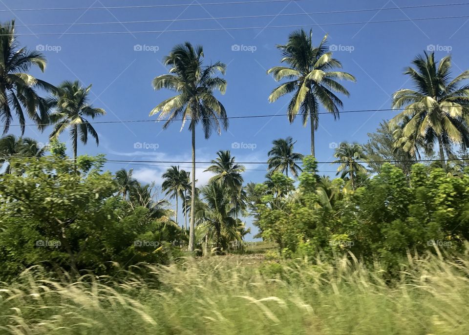 I loveeeee palm trees 