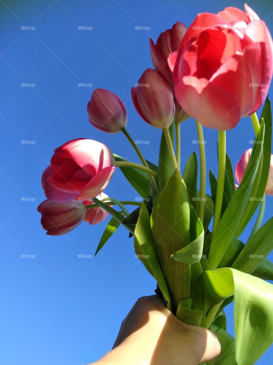 red tulip
rote Tulpen