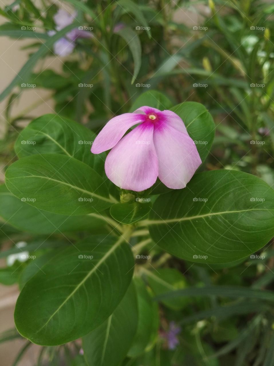 periwinkle pink flower seasonal fresh shurb small size looks very beautiful generally found everywhere