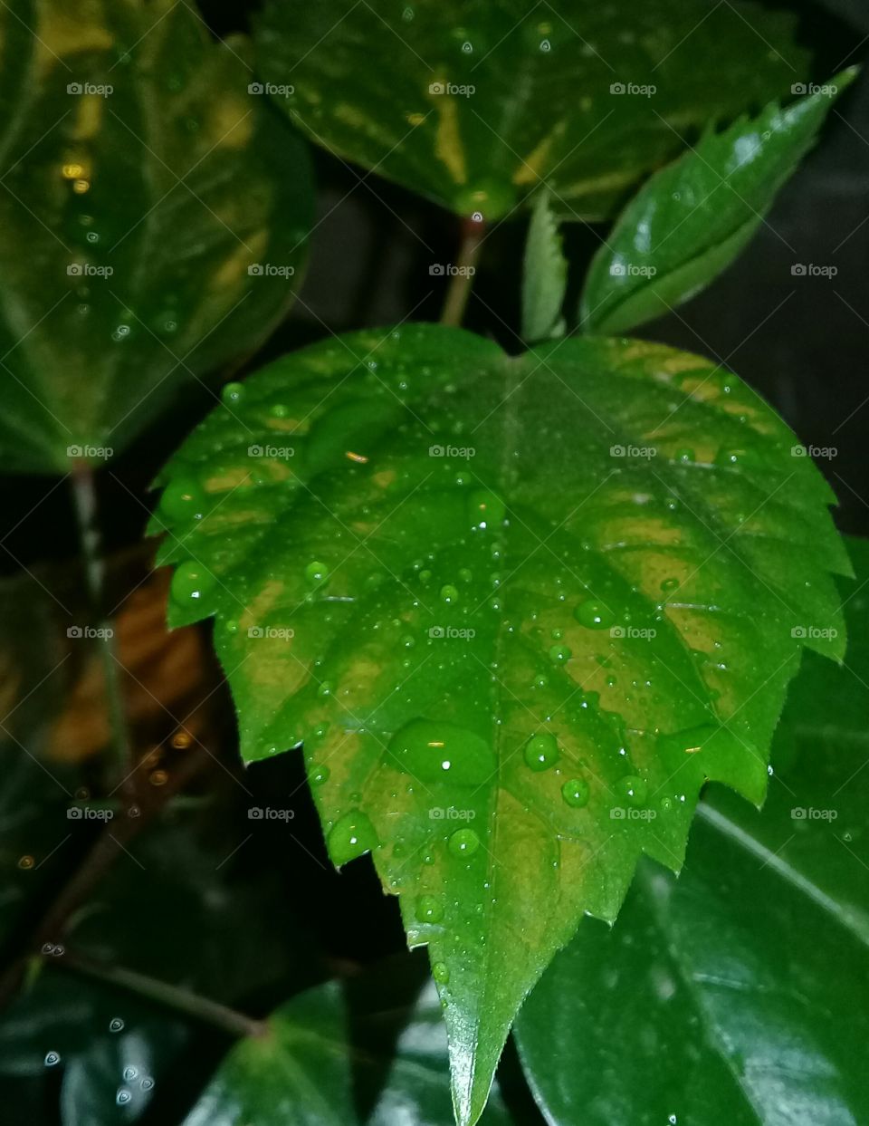 leaf