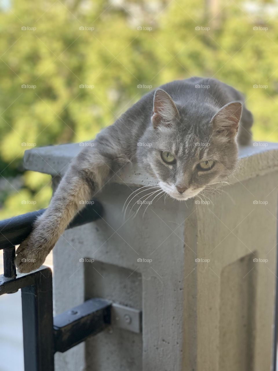 European domestic gray cat observing the camera while resting on a gray concrete column with blurred nature in the background 