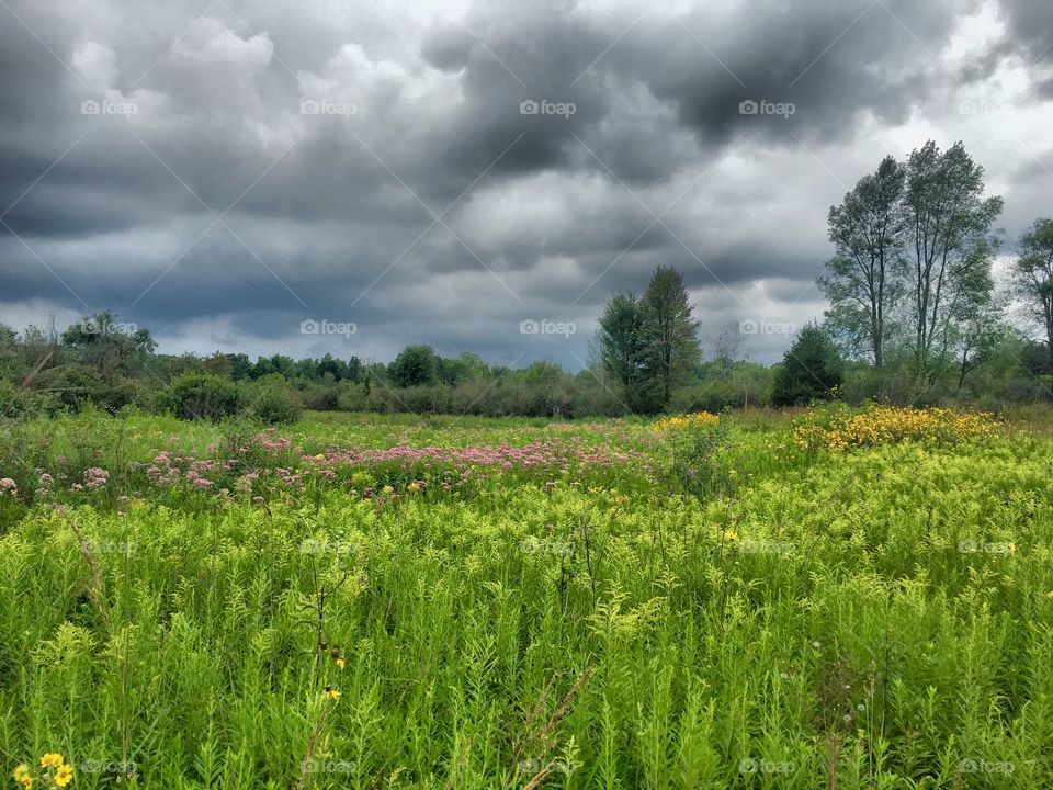 Stormy meadow 