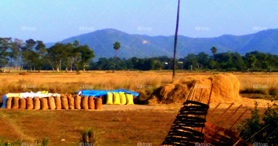 Paddy packing in sacks... Rustic life of local India...