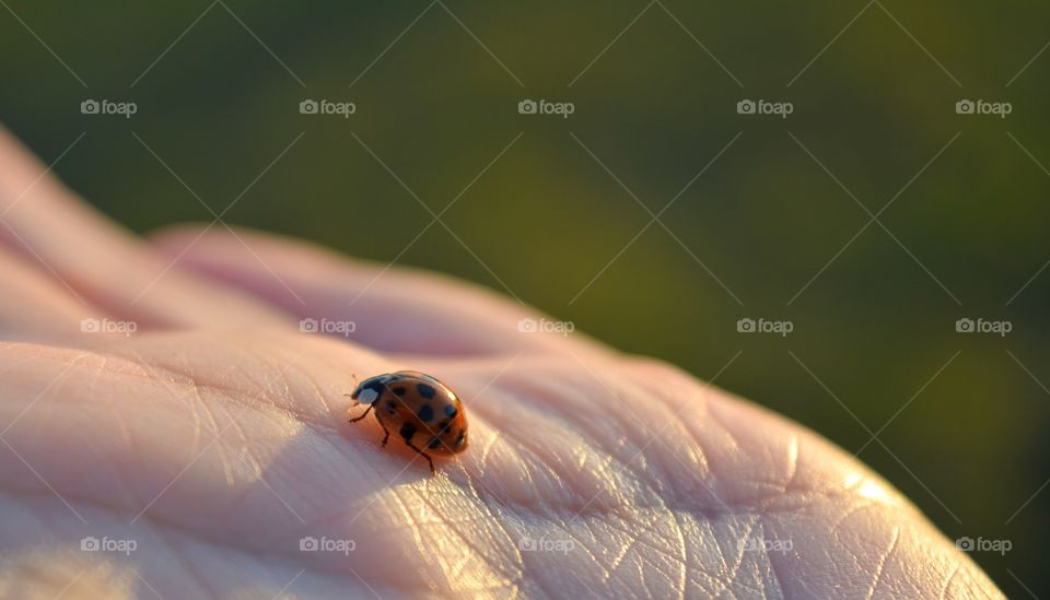 small ladybug on a hand in the solar light