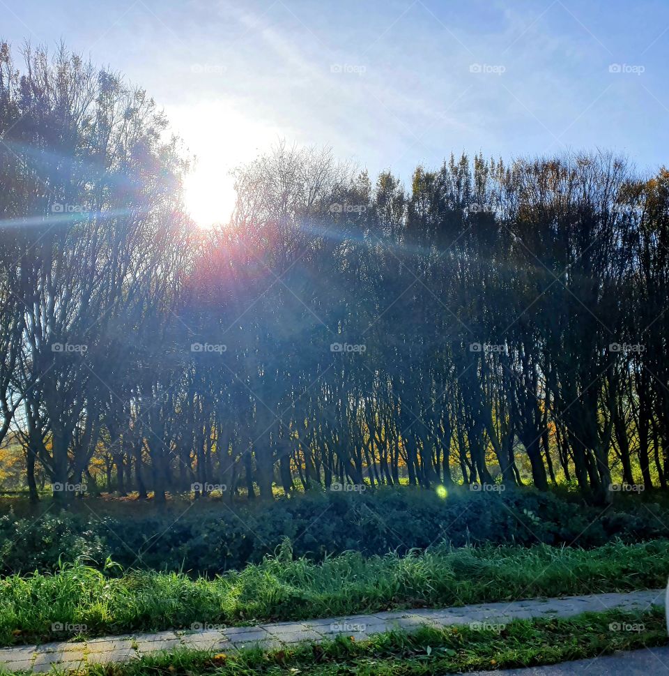 Park full of trees spijkenisse. the Netherlands