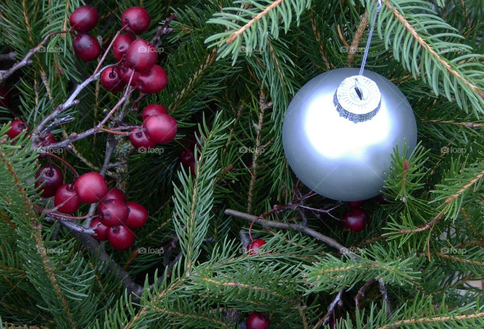 Silver christmas ball, spruce branches and white thorn berries