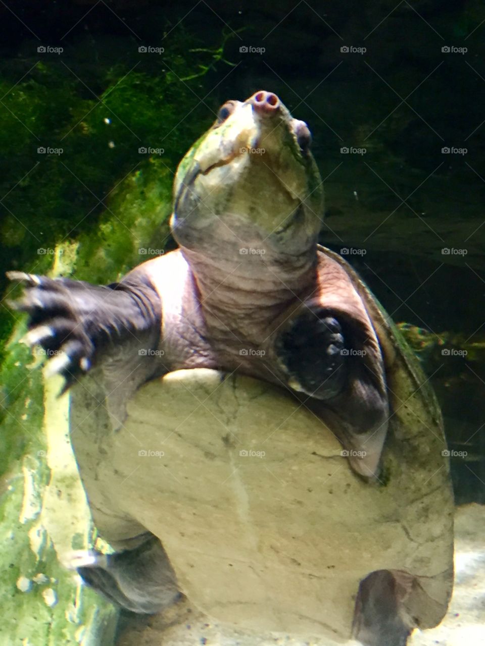 Turtle at Baltimore Aquarium in Maryland