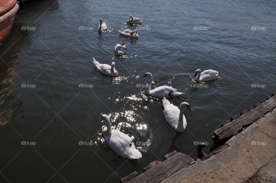 White swans 