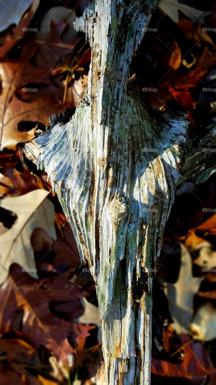 wood and leaves contrasting textures