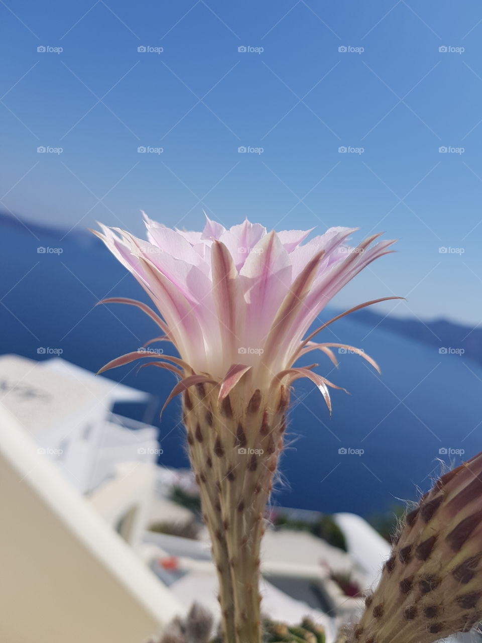 Lotus flower overlooking Caldera in Santorini
