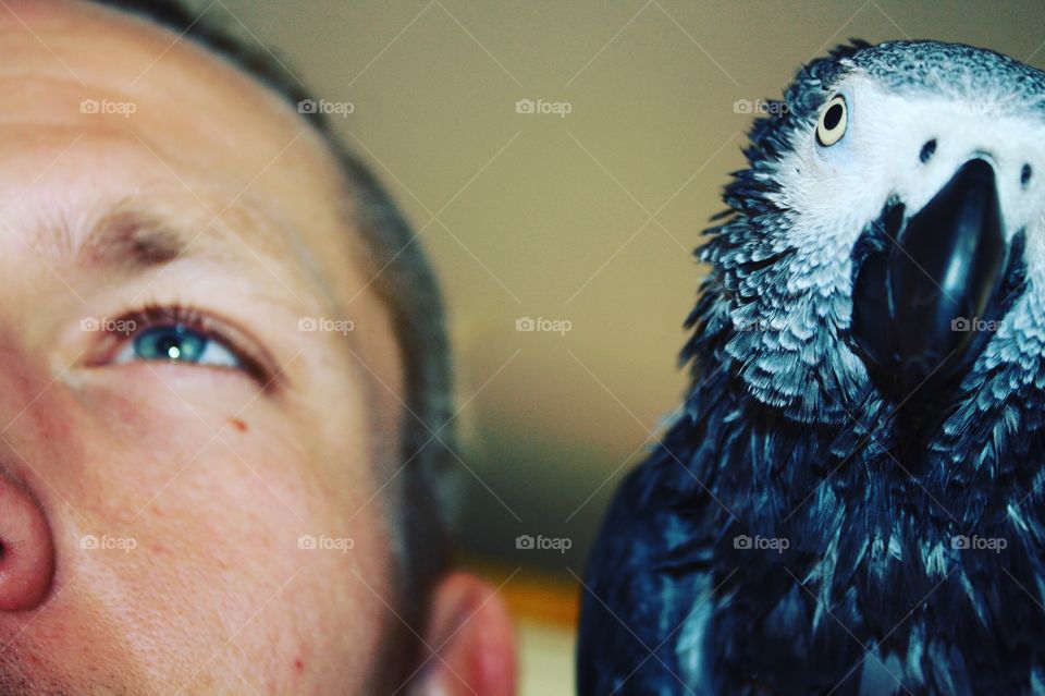Extreme close-up of man with blue parrot