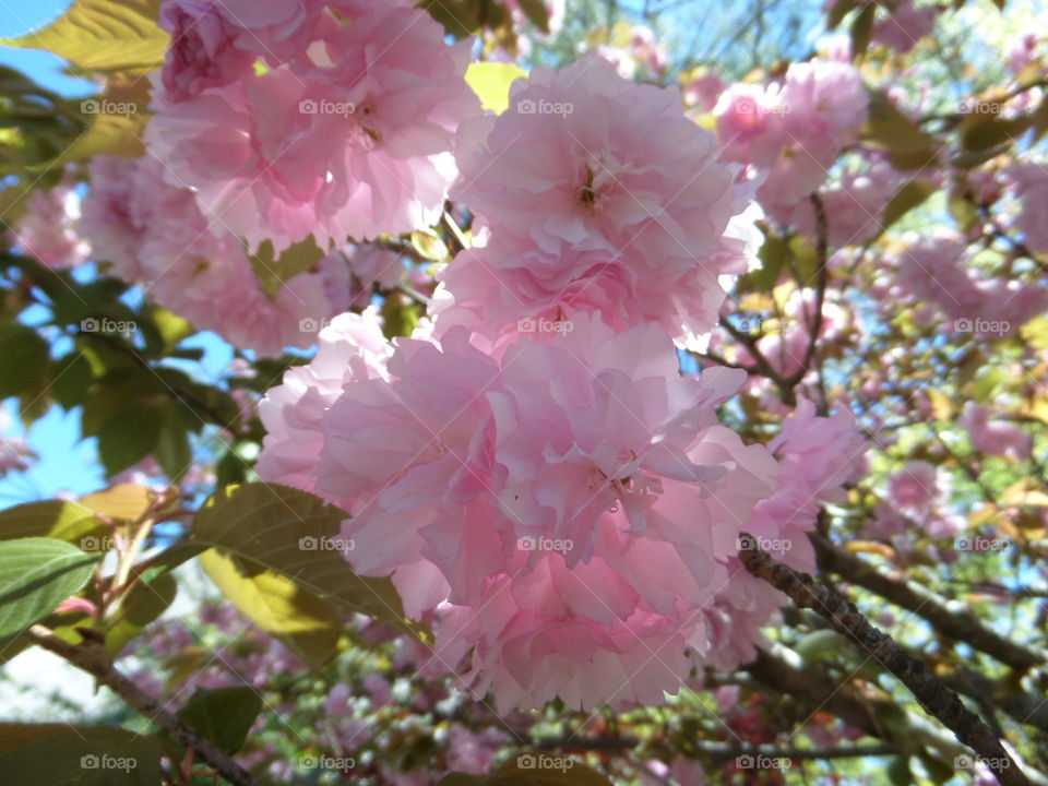 Close-up of cherry pink flowers