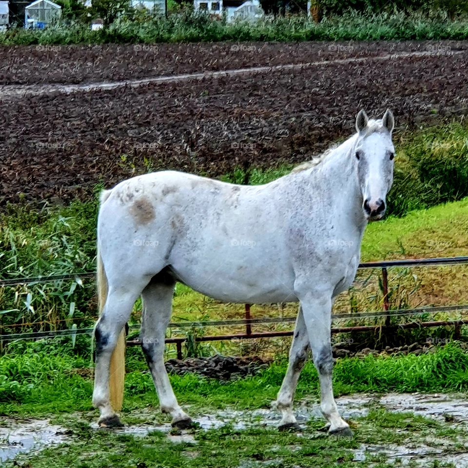 Beautiful white horse.