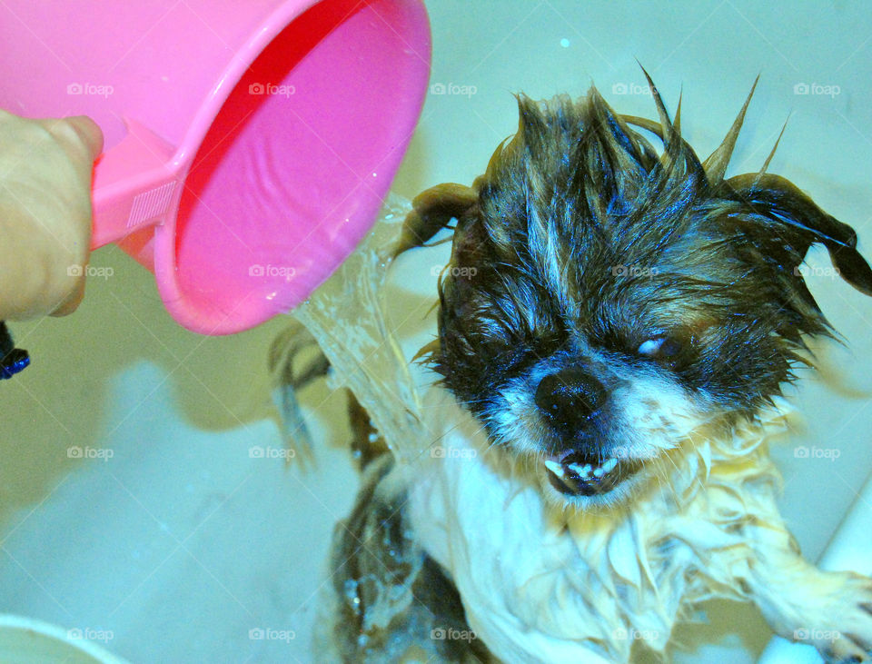 Pekingese dog getting a refreshing bath