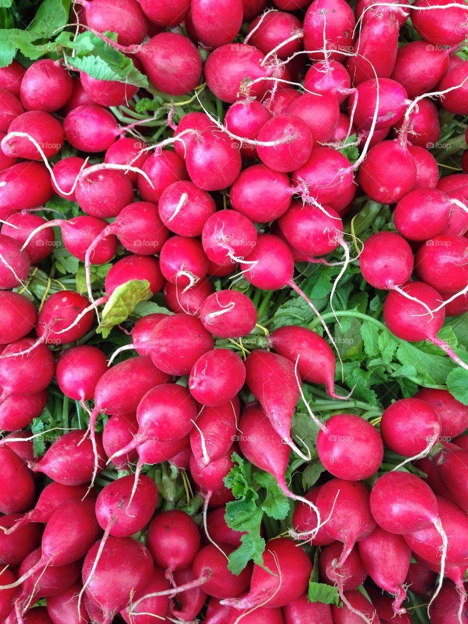 Full frame shot of radishes