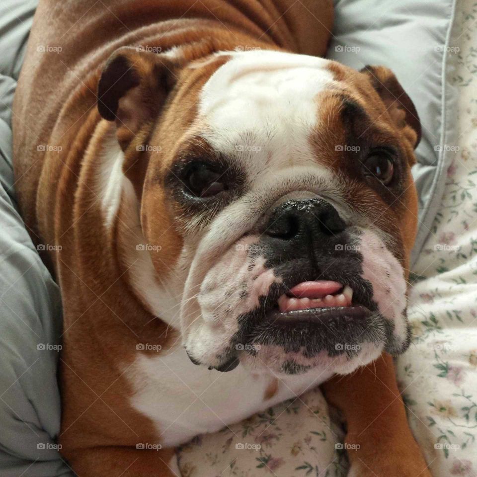 Look at those two tiny teeth in the middle.  So cute.