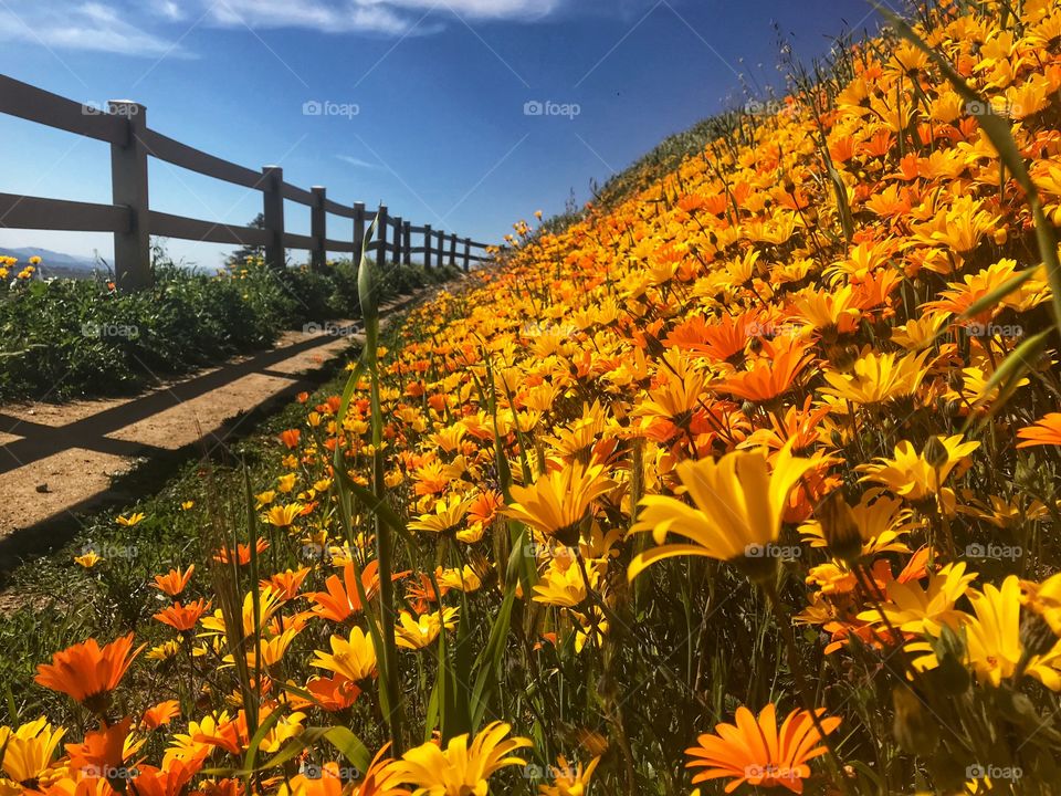 Wild flowers 