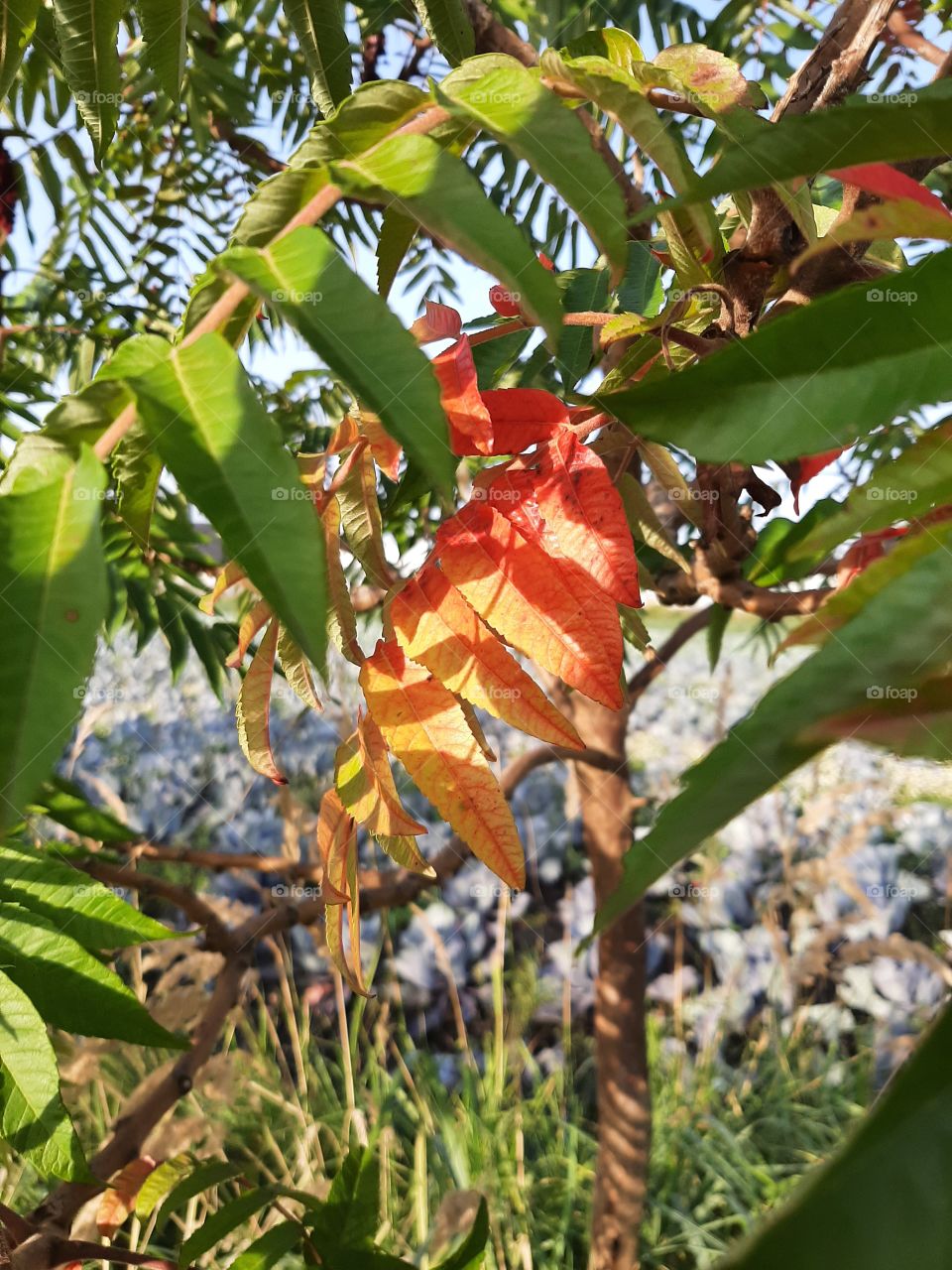 red and green leaves