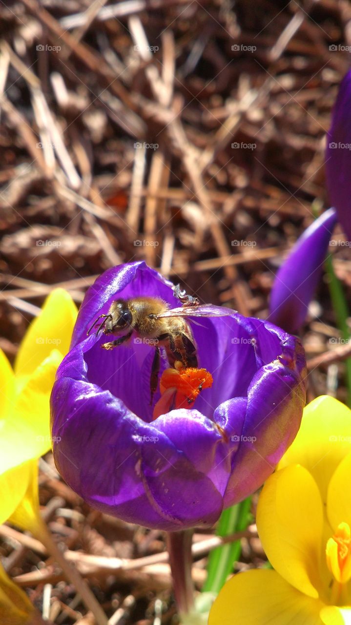 bee in crocus