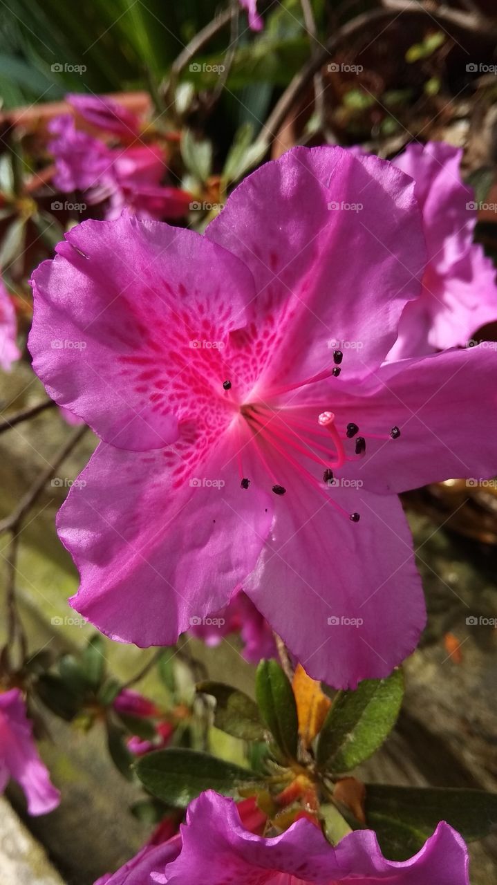 цветы, весна