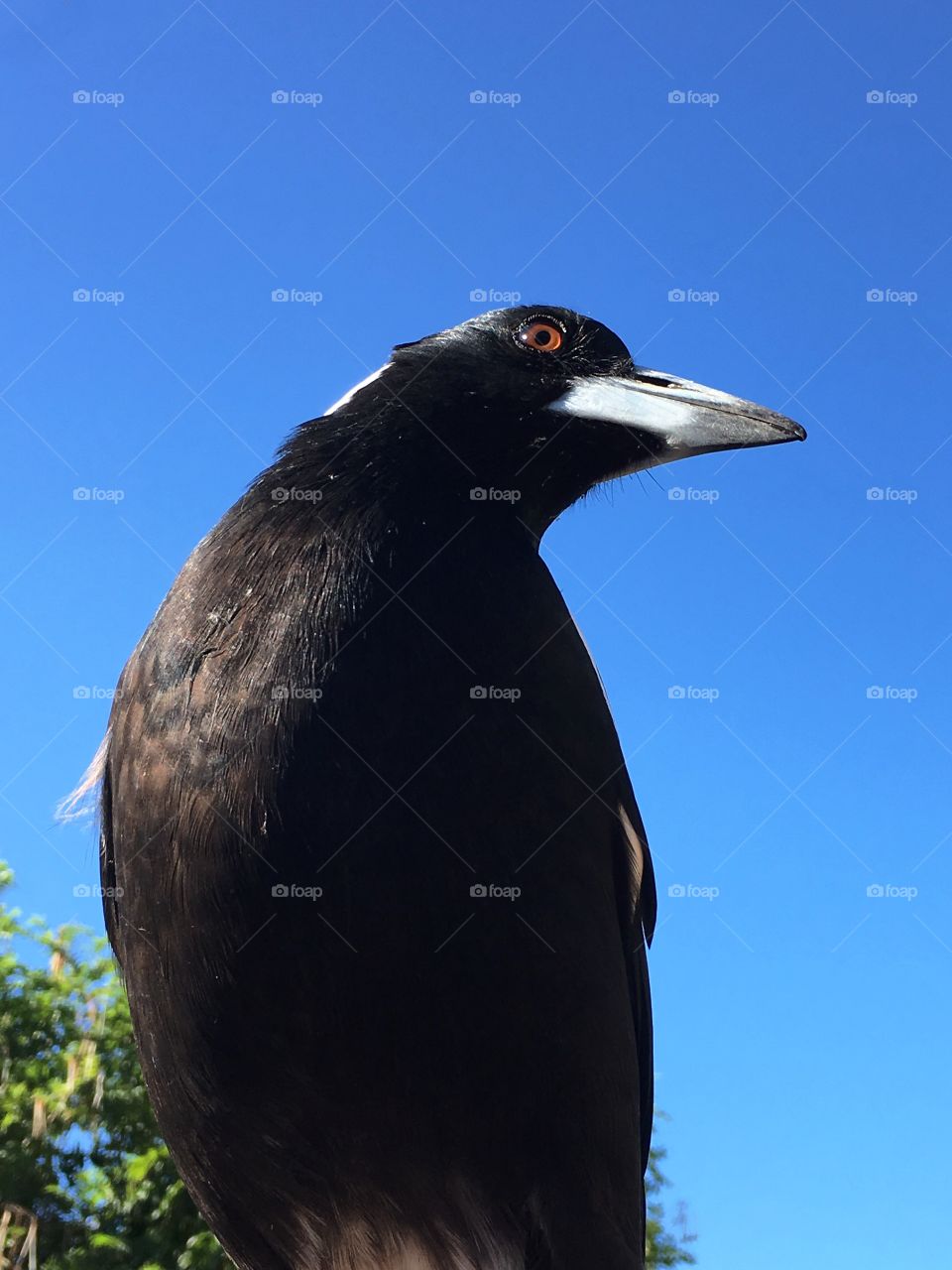 Closeup Australian magpie bird against vivid blue sky