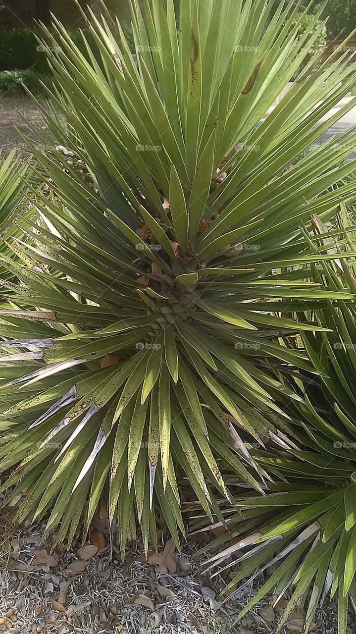 Arizona yucca. plant that grows very well in dry climate