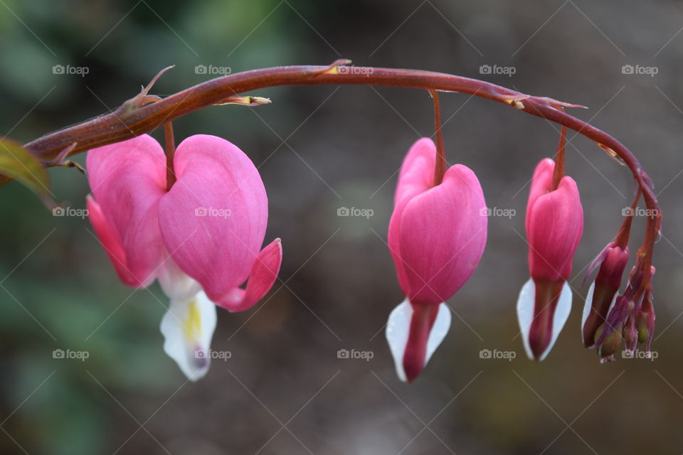 Close-up of blooming pink flowers