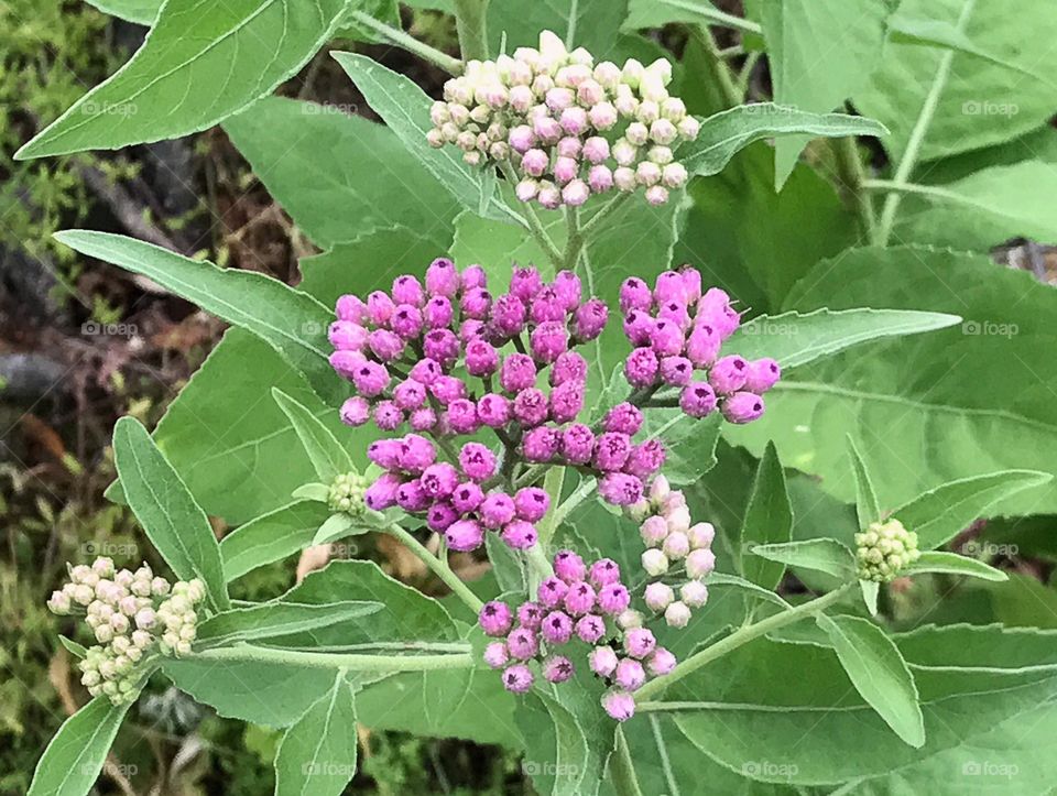 Beautiful Purple Milkweed.