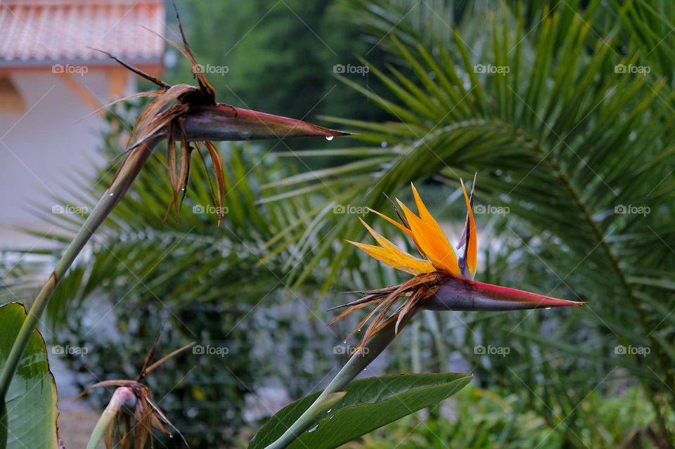 Close-up of flowering plant on a rainy summer day. 