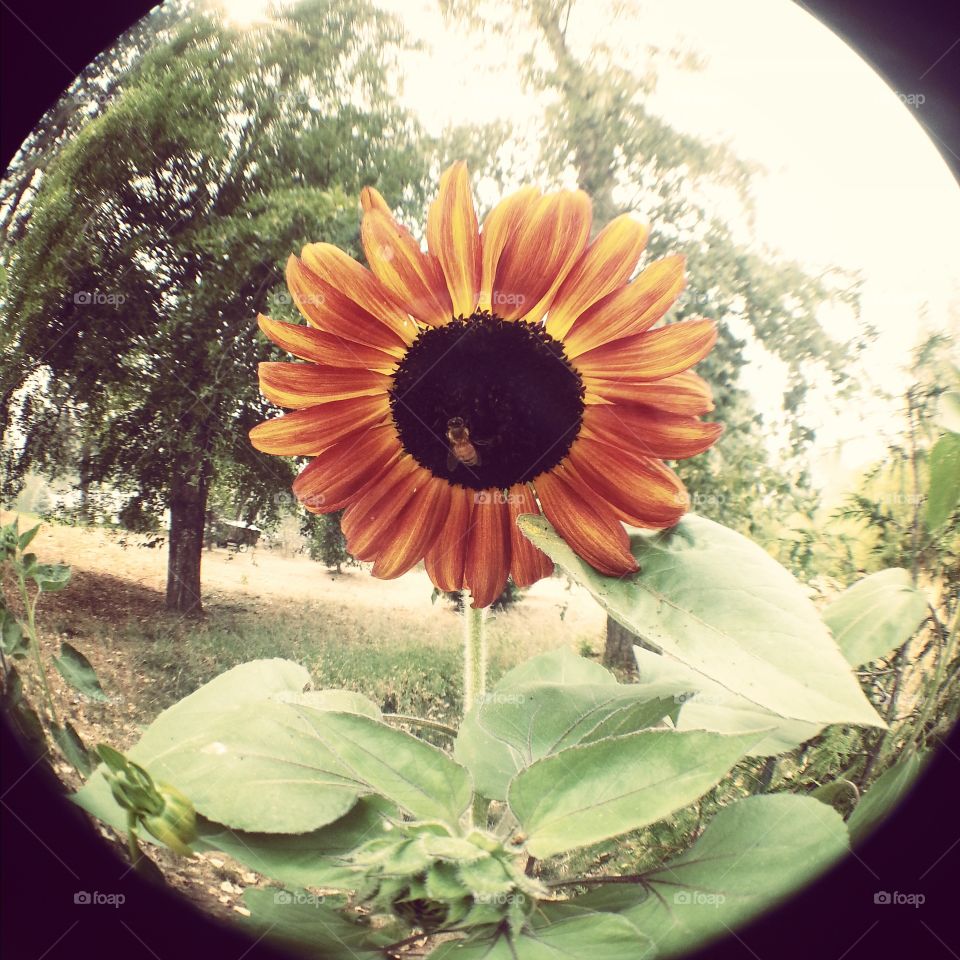 sunflower!