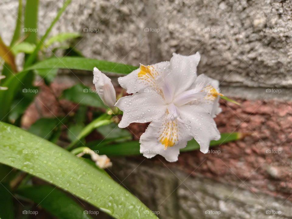 White Fringed Iris