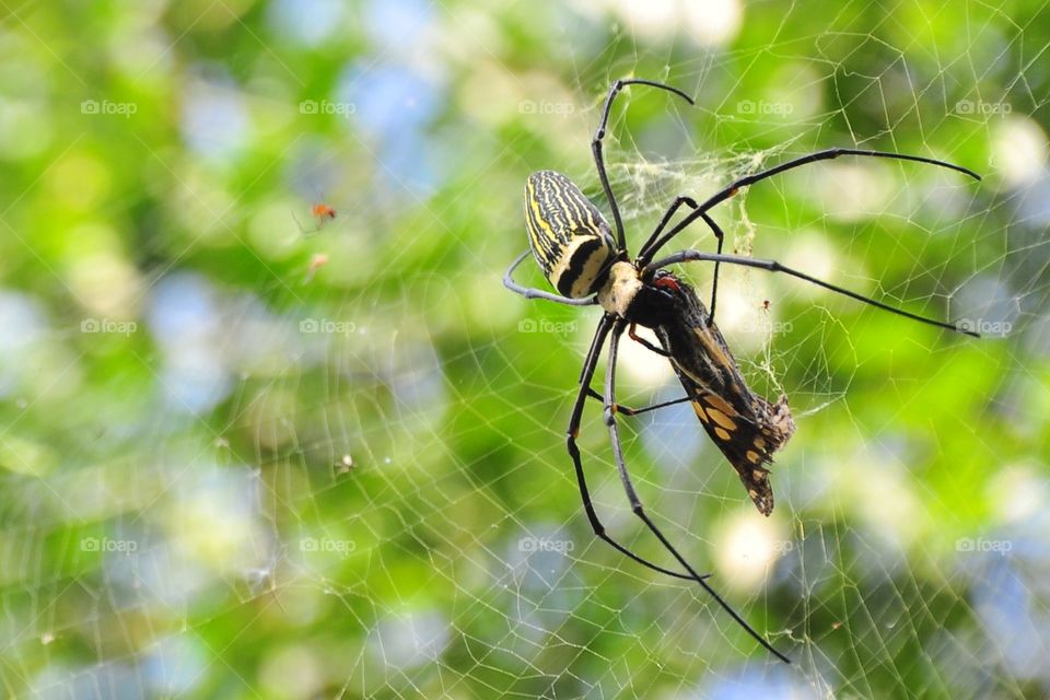 Insect, Spider, Nature, Animal, Wildlife