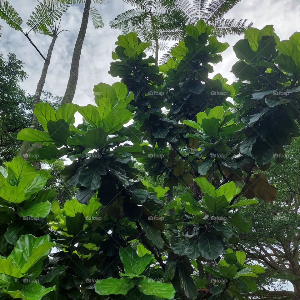 a tree with dense green leaves, looking straight from below