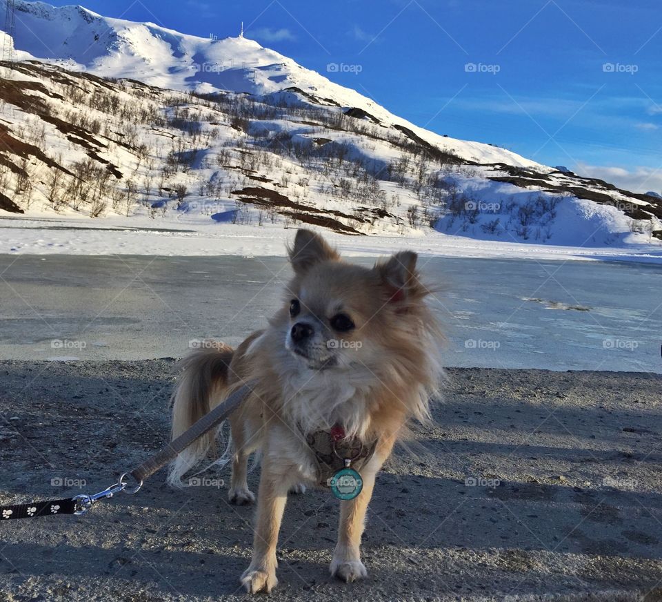 Small Hopes Kennel. 
Chihuahua. 
Narvik, Norway.  